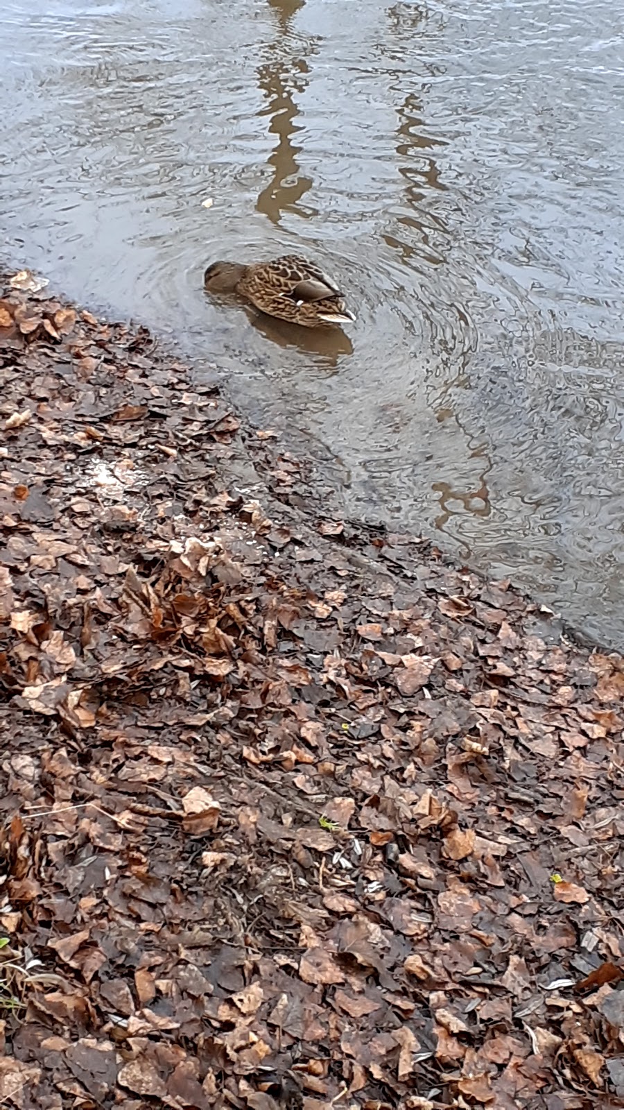 Les Rives de la Borne