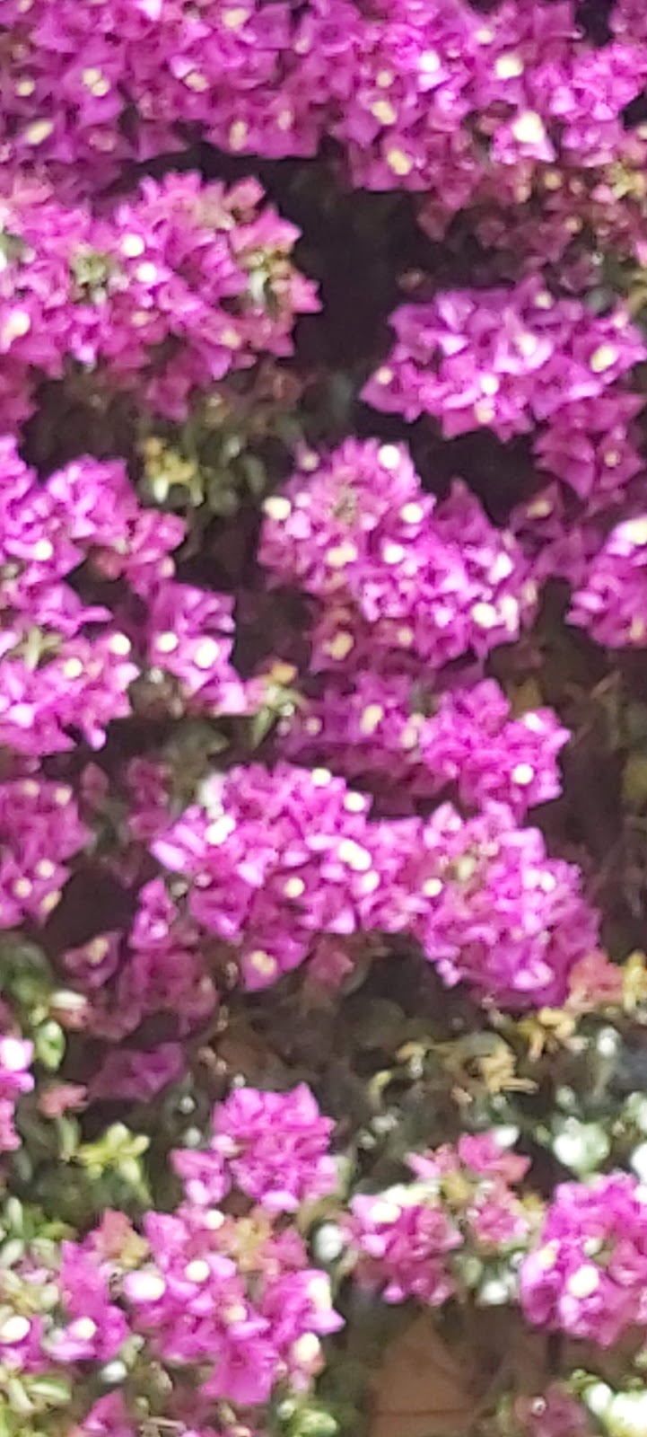 Au marché de l’Orée des Pins