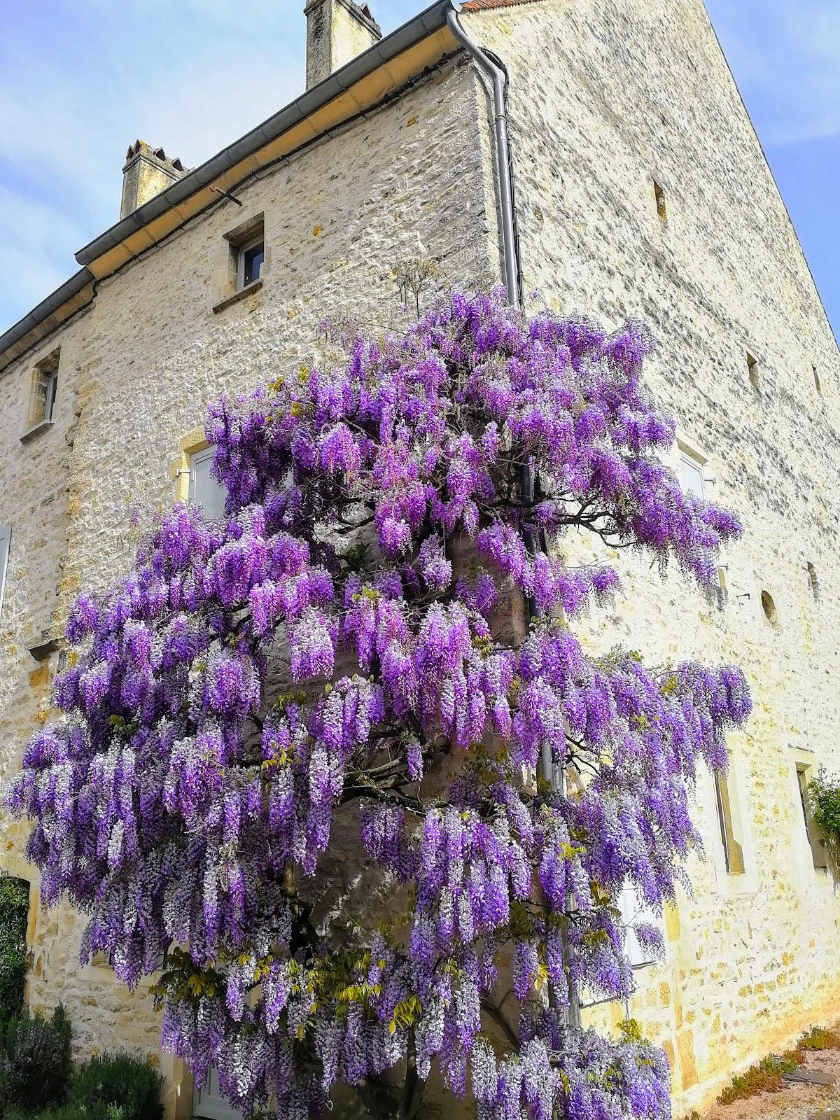 Boulangerie Patisserie Fabien Bruckert