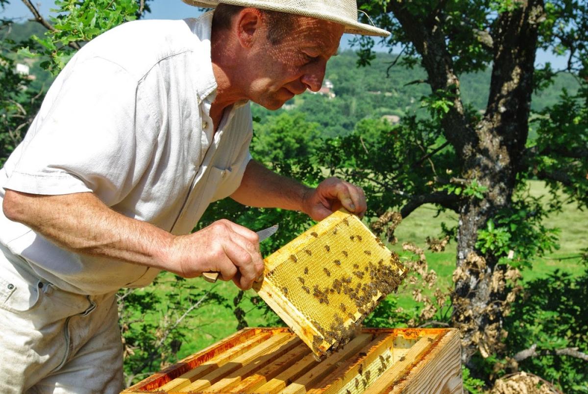 Guy Mari apiculteur créateur de douceurs