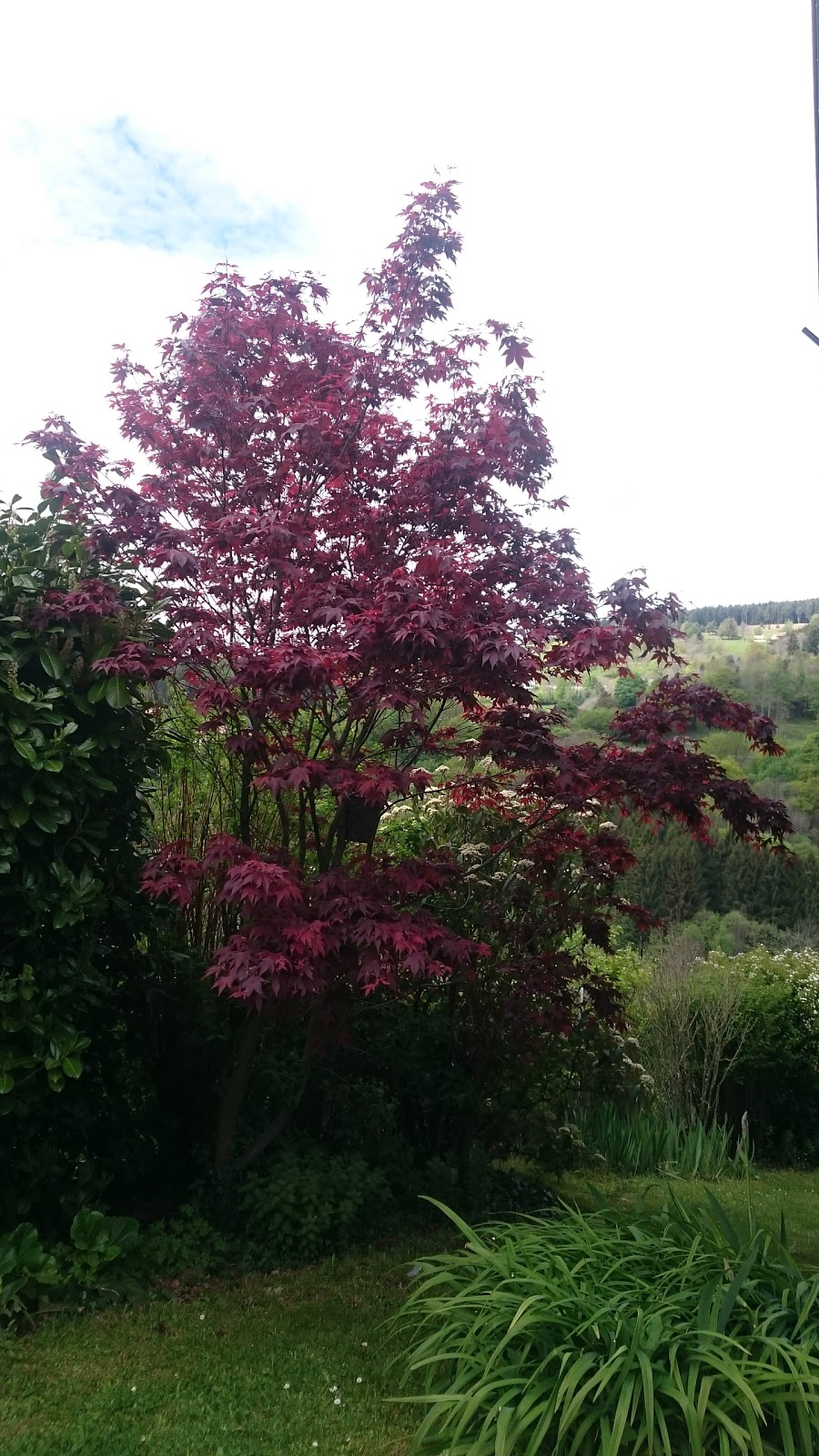 Schaffhauser Laurent