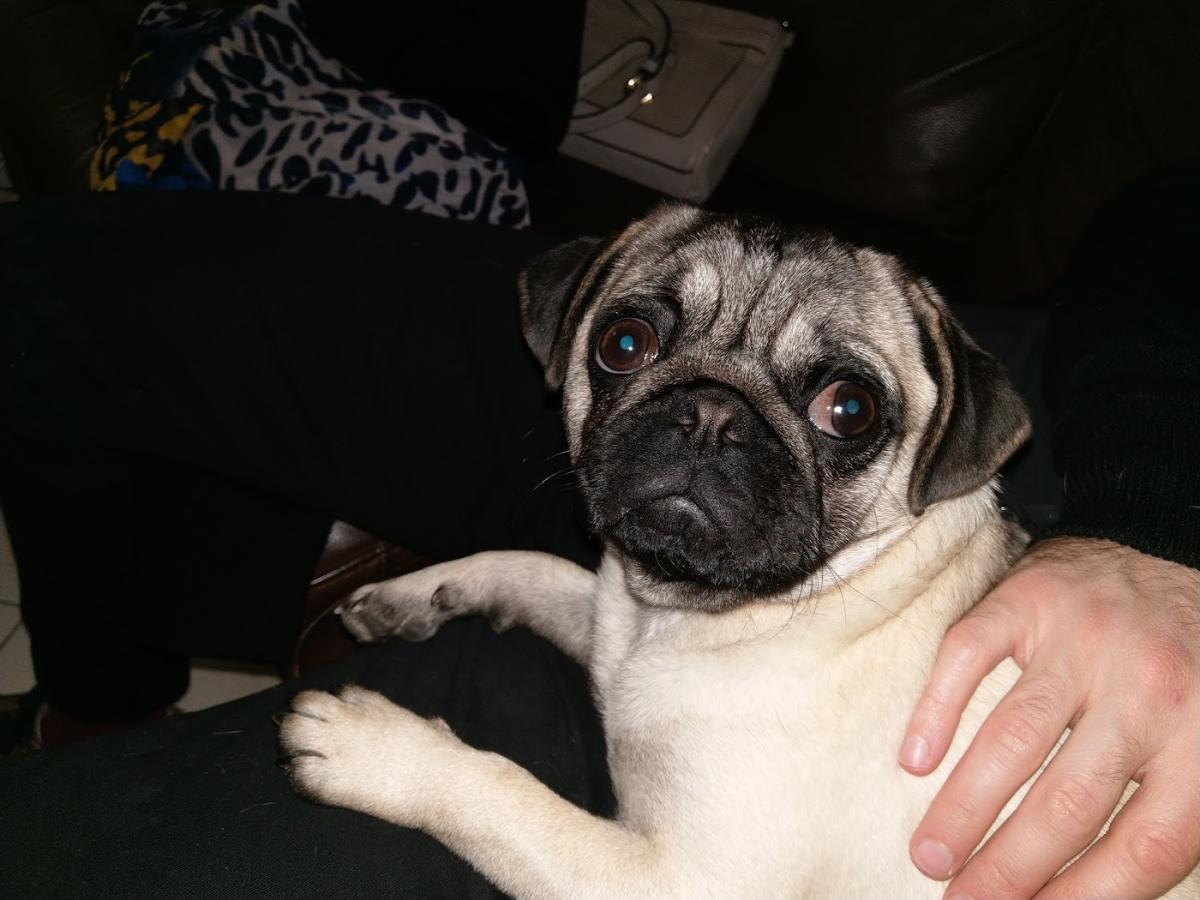 El Pepito
