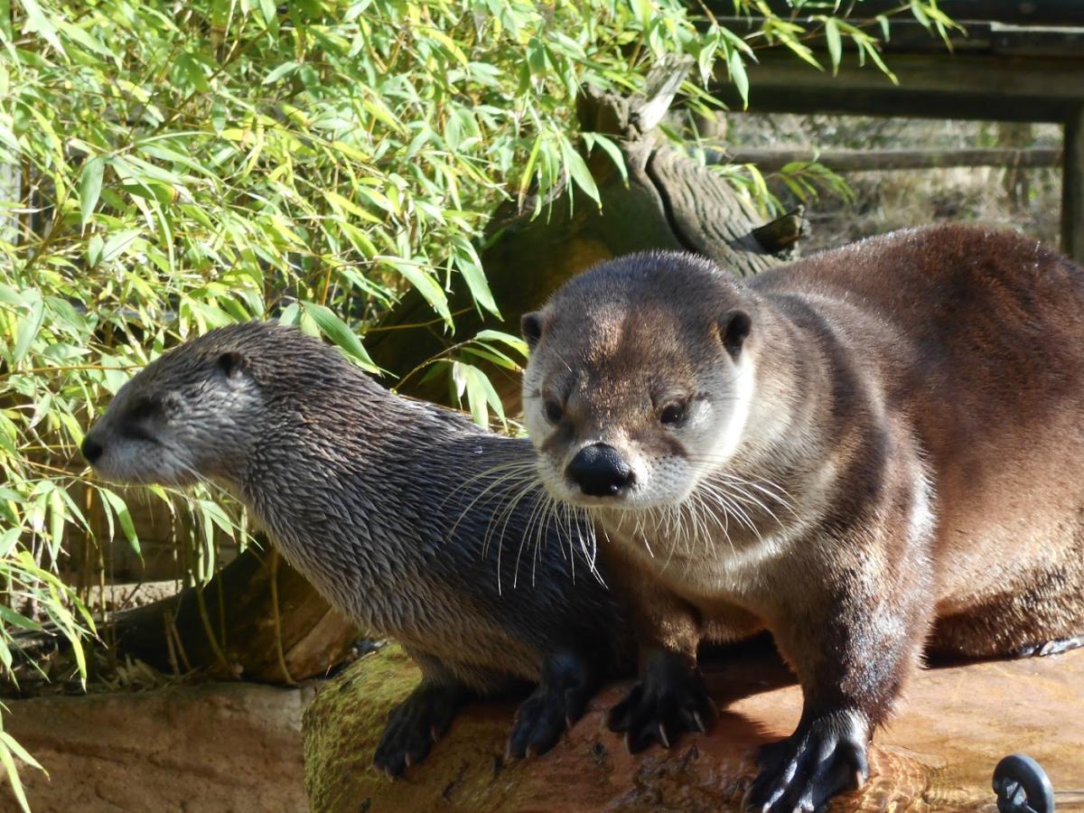 Fédération des Artisans Boulangers-Pâtissiers d'Indre et Loire