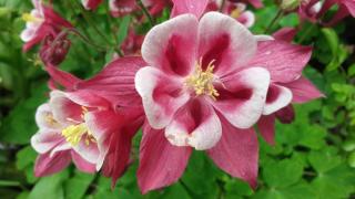 Boulangerie L'Artisan Boulanger | Ghislain Anglade 0