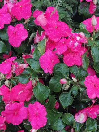 Boulangerie Fournil & Maie Grande-Synthe 0