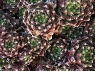 Boulangerie Boulangerie des Tilleuls 1