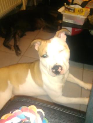 Boulangerie Sarl Dan Joel 0