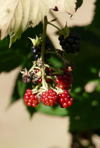 Boulangerie Au fournil de carine et franck 0