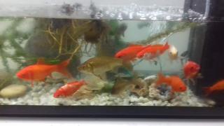 Boulangerie Au Coeur de la Métairie Florence et Benoît 0