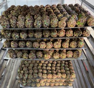 Boulangerie Meimoun prestige 0