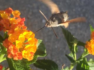 Boulangerie Les Jumeaux 0
