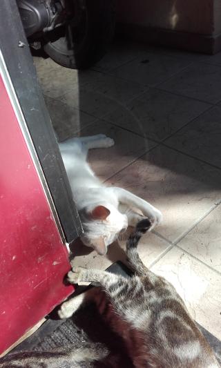 Boulangerie Boulangerie Pâtisserie Les 7 ponts 0