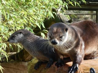 Boulangerie Fédération des Artisans Boulangers-Pâtissiers d'Indre et Loire 0