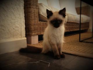 Boulangerie Café des Félins 0