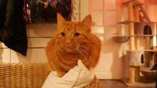 Boulangerie Café des Félins 0