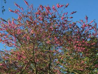 Boulangerie Boulangerie Airaud Pains Spéciaux Biologiques 0