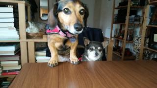 Boulangerie Le Moulin de l'Iroise 0